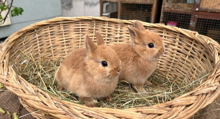 Muğla Büyümeyen Tavşan