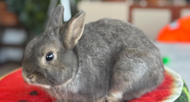 Muğla Ev Tavşanı