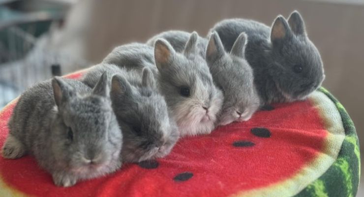 Muğla Evcil Tavşan