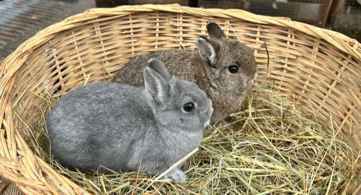 Muğla Yavru Tavşan