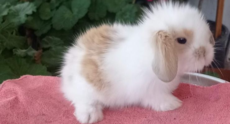 Muğla Hollanda Lop Tavşan